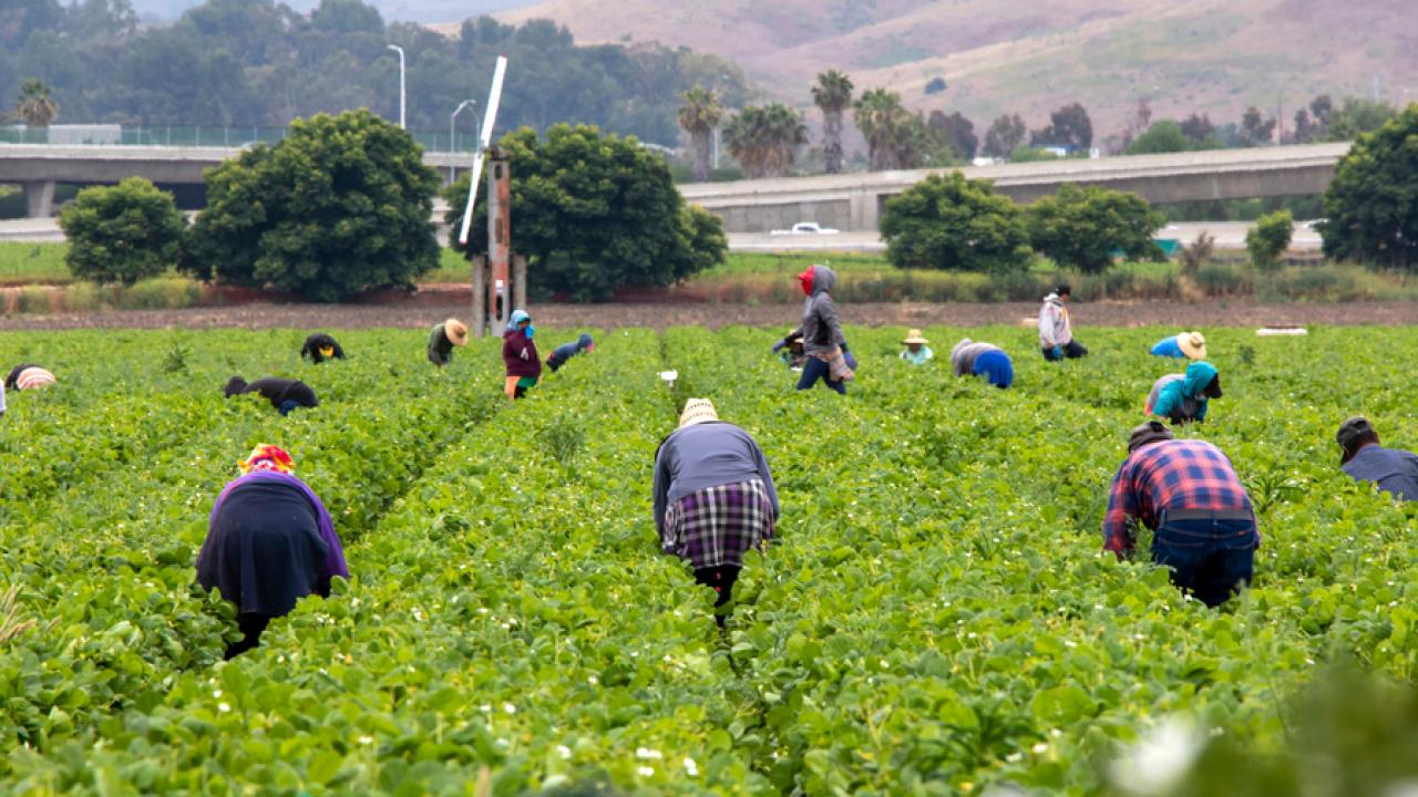 Photo of Farm Laborers