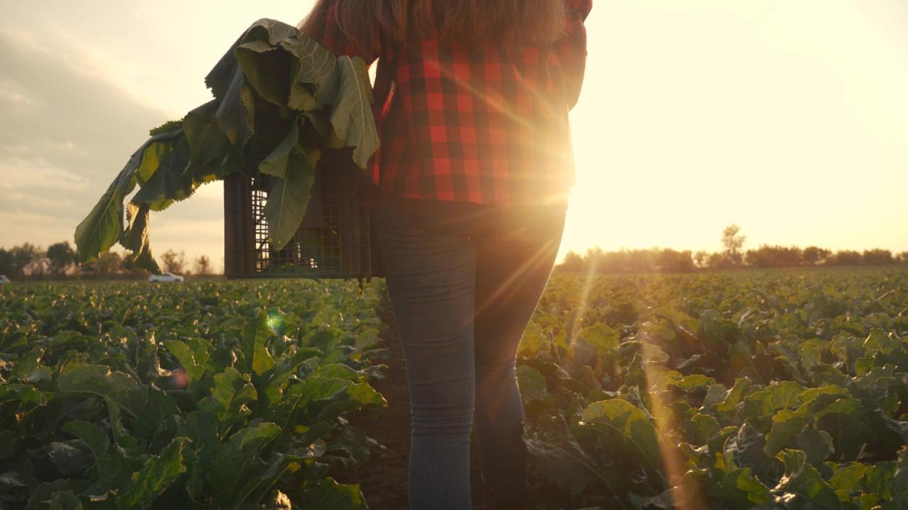 Farmworker carrying basket through the field as the sun sets