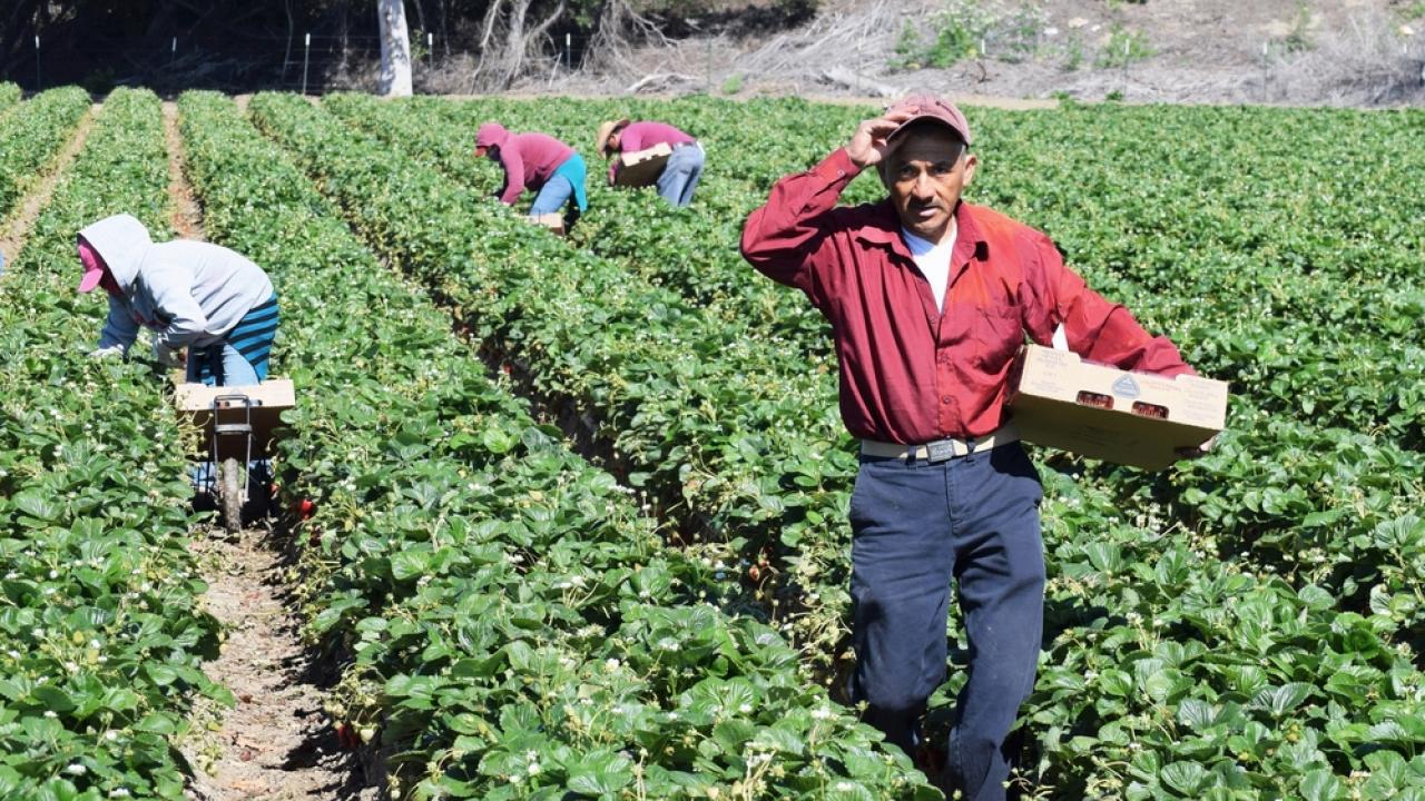Picture of Immigrant Farmworker