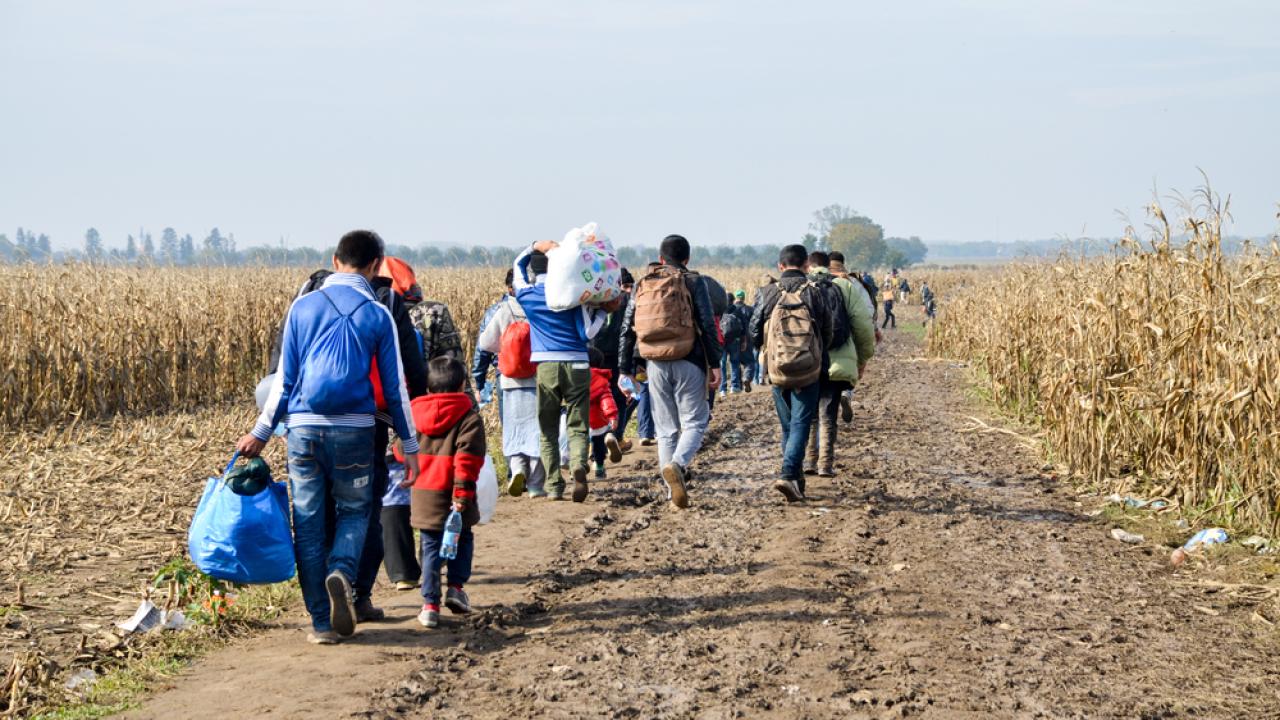 Travelling migrants walking through corn fields