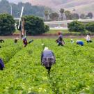 Farm Laborers working in field