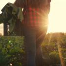 Farmworker carrying basket through the field as the sun sets