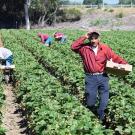 Picture of Immigrant Farmworker